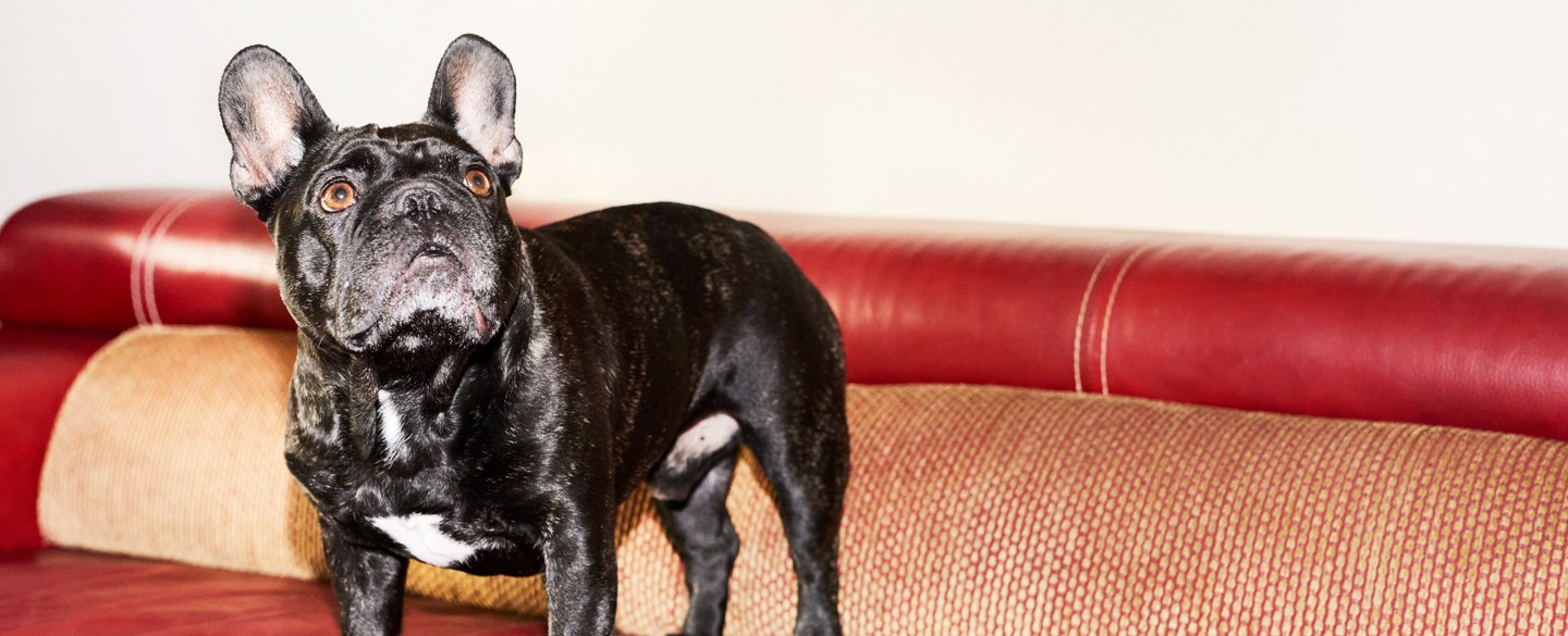 En hund står i en soffa.