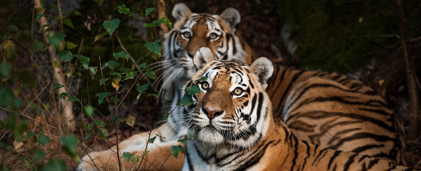 Bild på tigrar på Nordens Ark