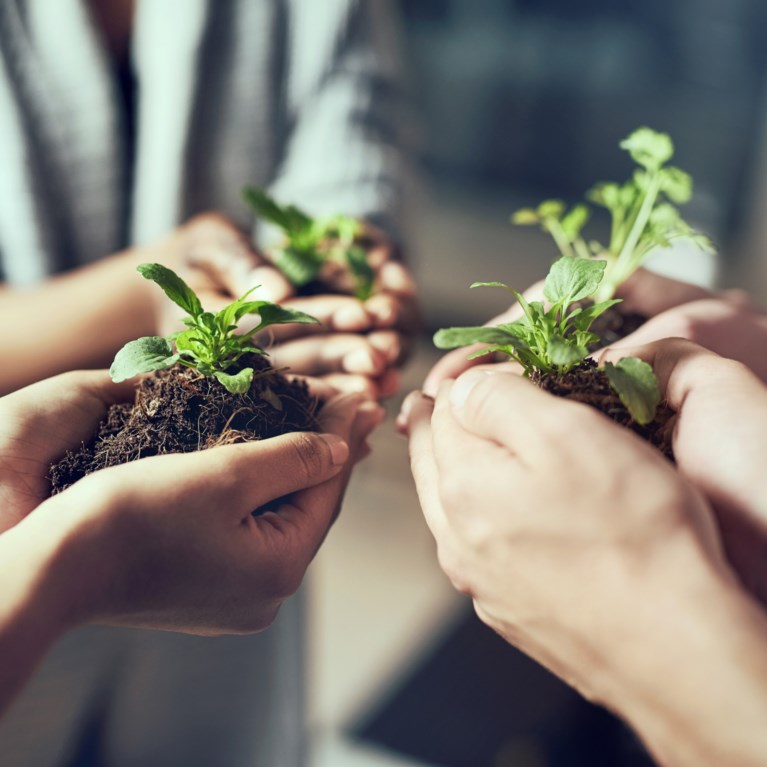 händer håller grön planta