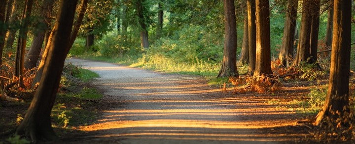 Gångväg i skogsparti belyst av kvällssol