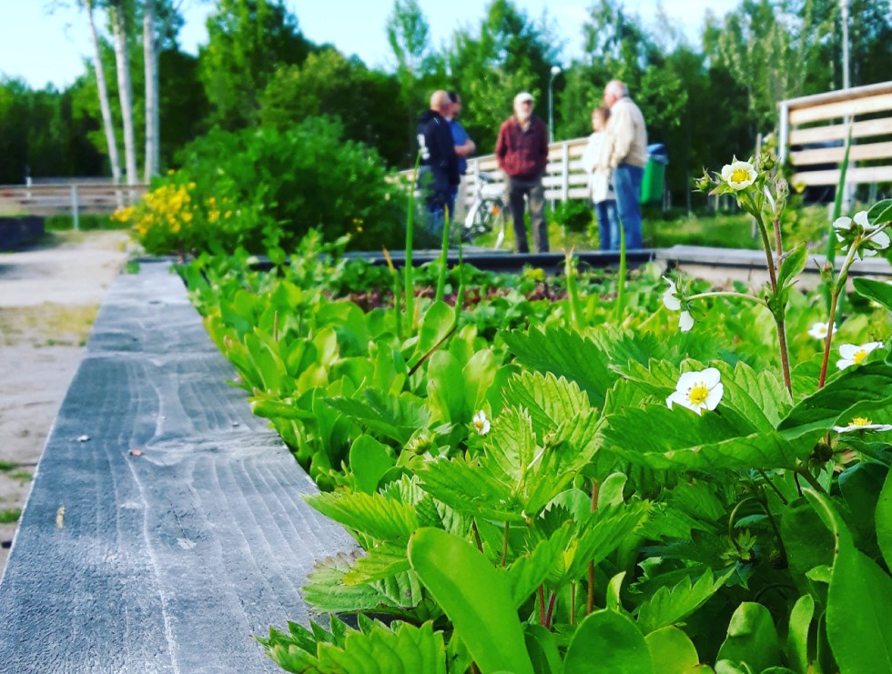 Gröna odlingslotter med två personer i bakgrunden