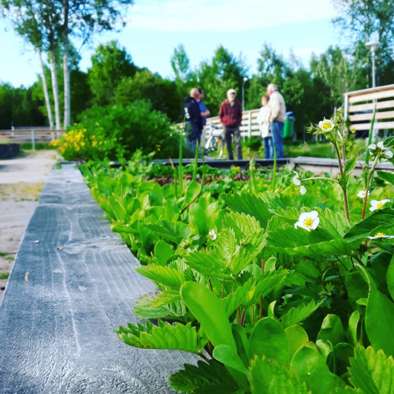 Gröna odlingslotter med två personer i bakgrunden