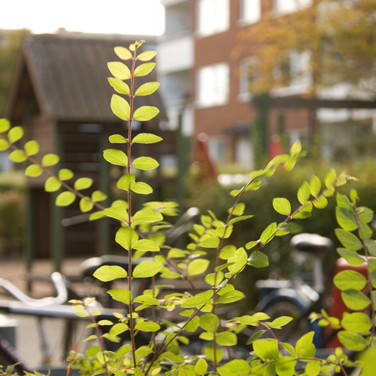 Höstbild från Södra Ryd, Skövde