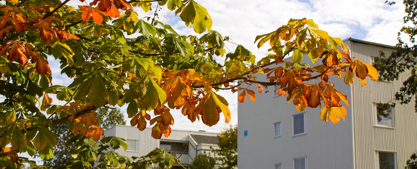 Höstbild från Södra Ryd, Skövde