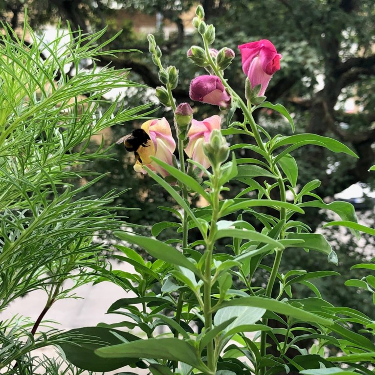 Humla i blomma på balkong
