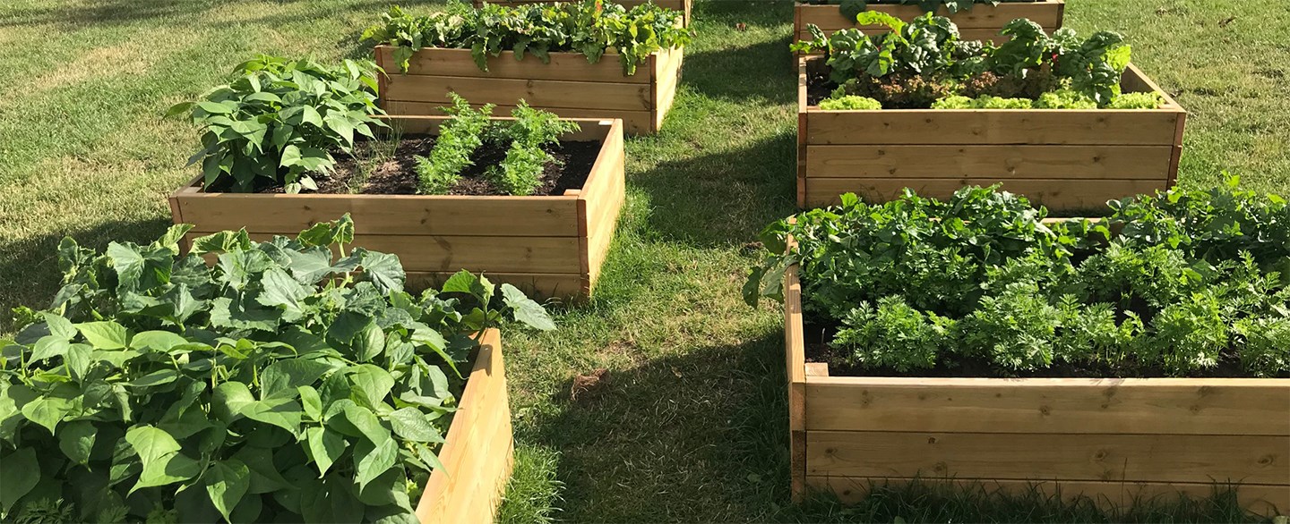 grödor i odlingslådor