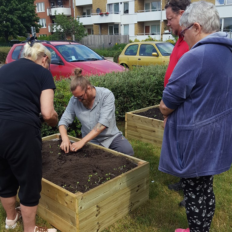 människor planterar sticklingar