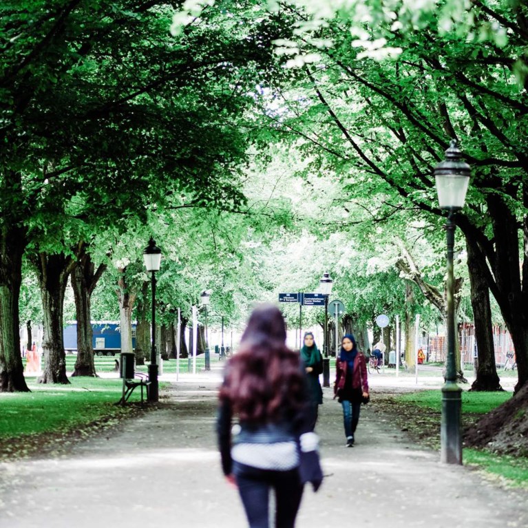 Ryggen på en kvinna som promenerar i en trädallé i en stad.