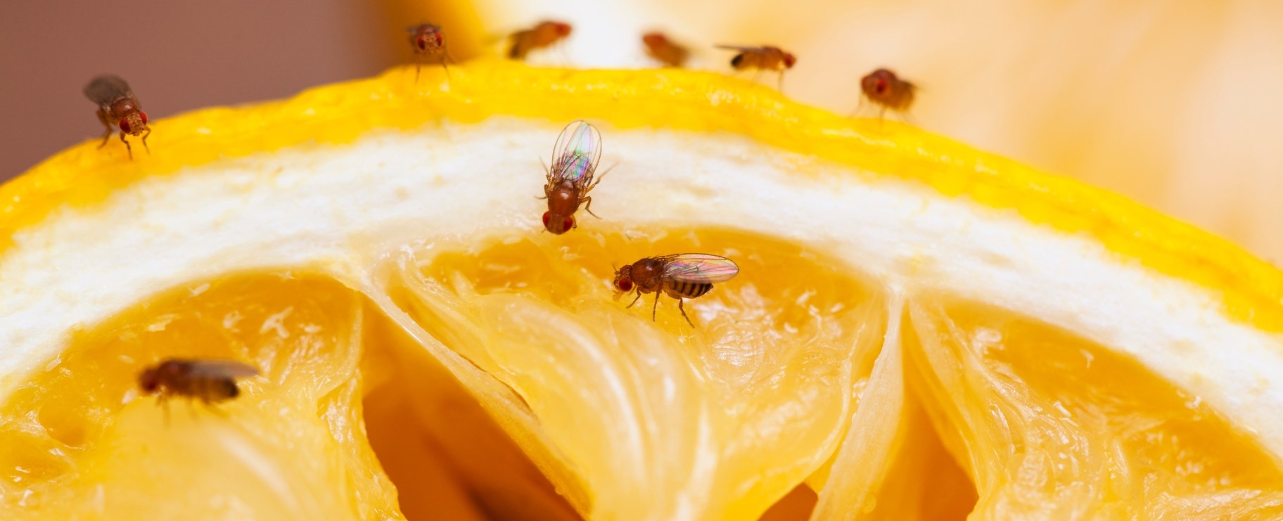 Bananflugor/fruktflugor på en citrusfrukt