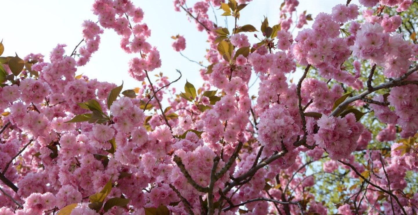 Rosa körsbärsblommor