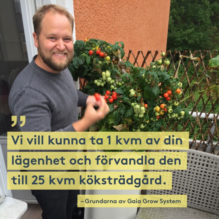 Tomater odlade i hydroponisk behållare