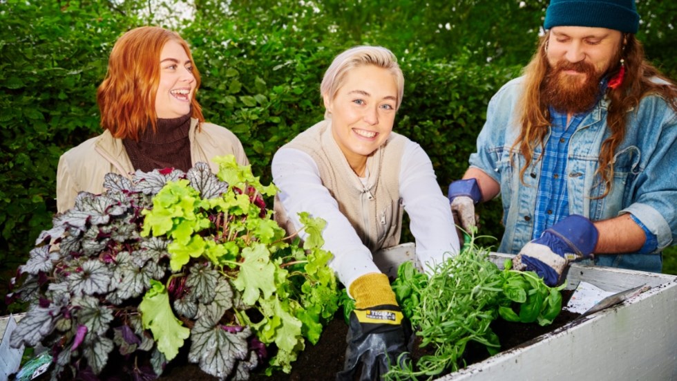 Tre personer arbetar med odling utomhus.