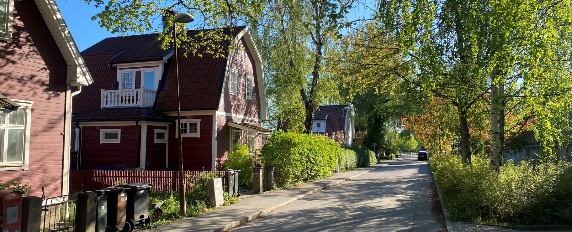 Brun villa gata buskar