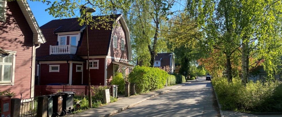 Brun villa gata buskar