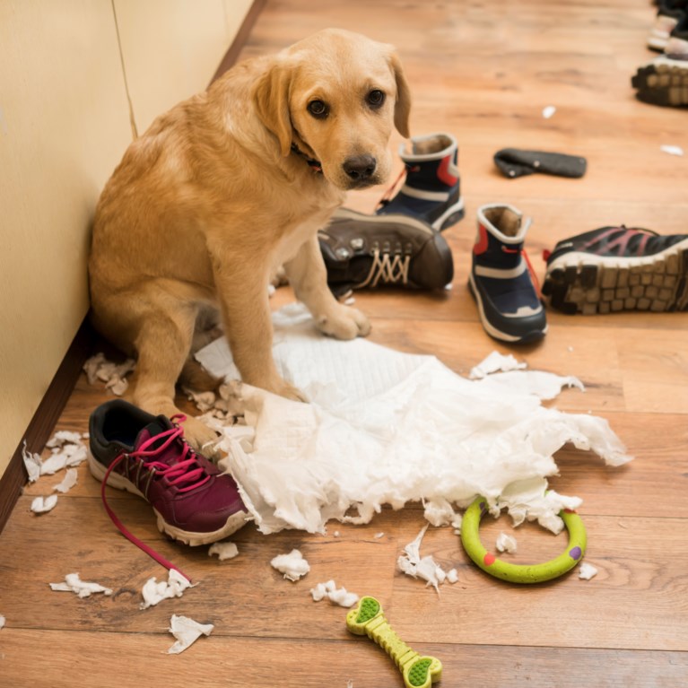 hund har stökat till i lägenheten