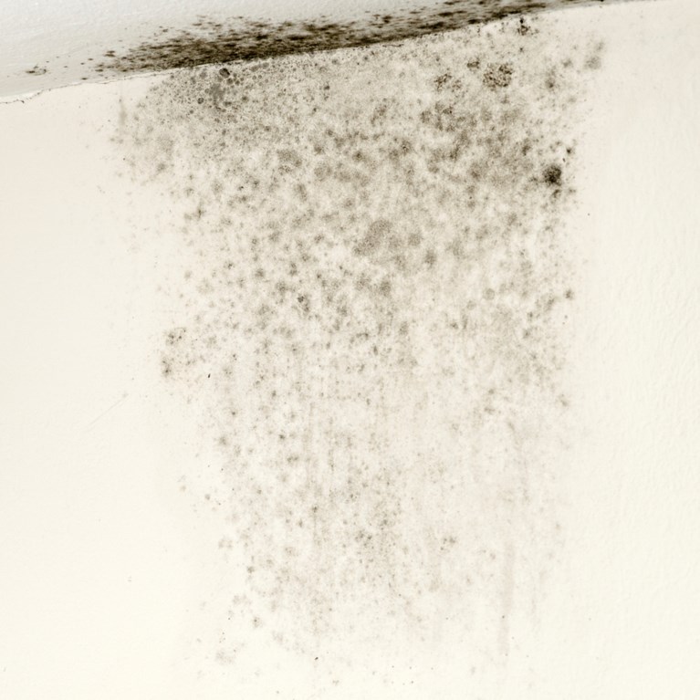 svartmögel i taket i lägenhet