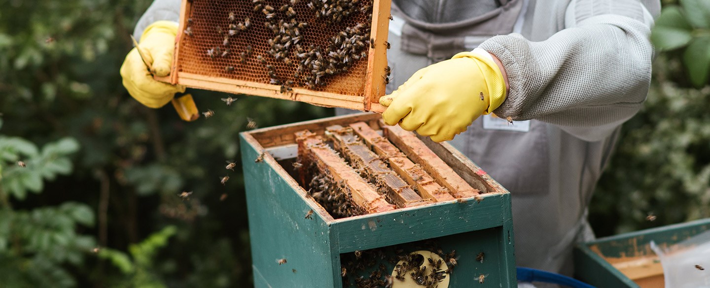 Biodlare hanterar bikupa