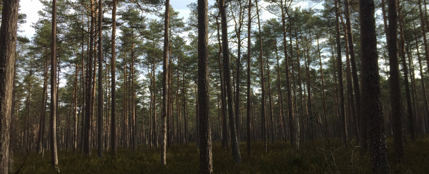 Skog utanför Norrtälje