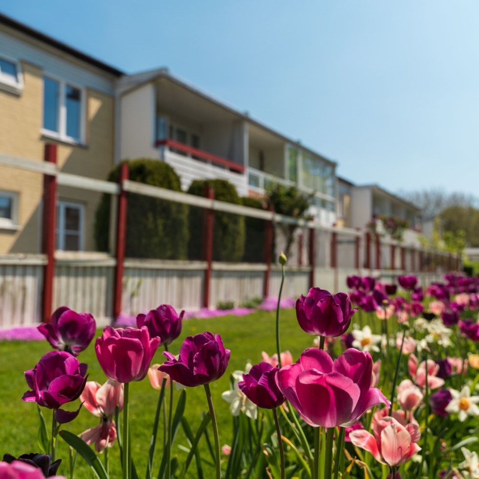 En blomsterbädd med lila och rosa tulpaner och flera blommor i bakgrunden. Bakom tulpanerna syns radhus och en trädgård. Solen skiner och himlen är blå.