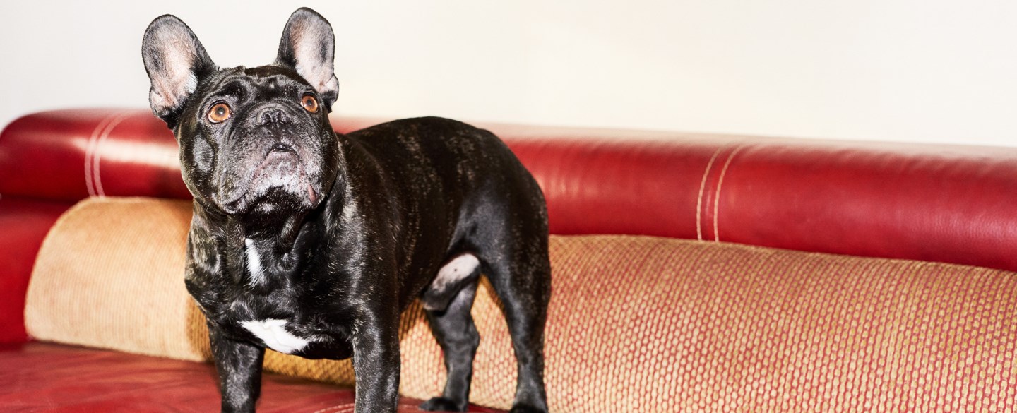 En hund står på en soffa.