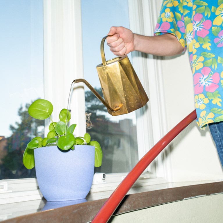 vattnar blomma  i trappen