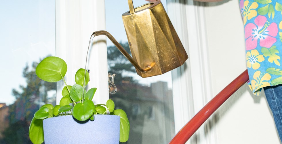 vattnar blomma  i trappen